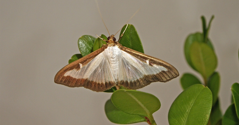 Invasive Box Tree Moth Leads to Quarantine on Boxwood Shrubs